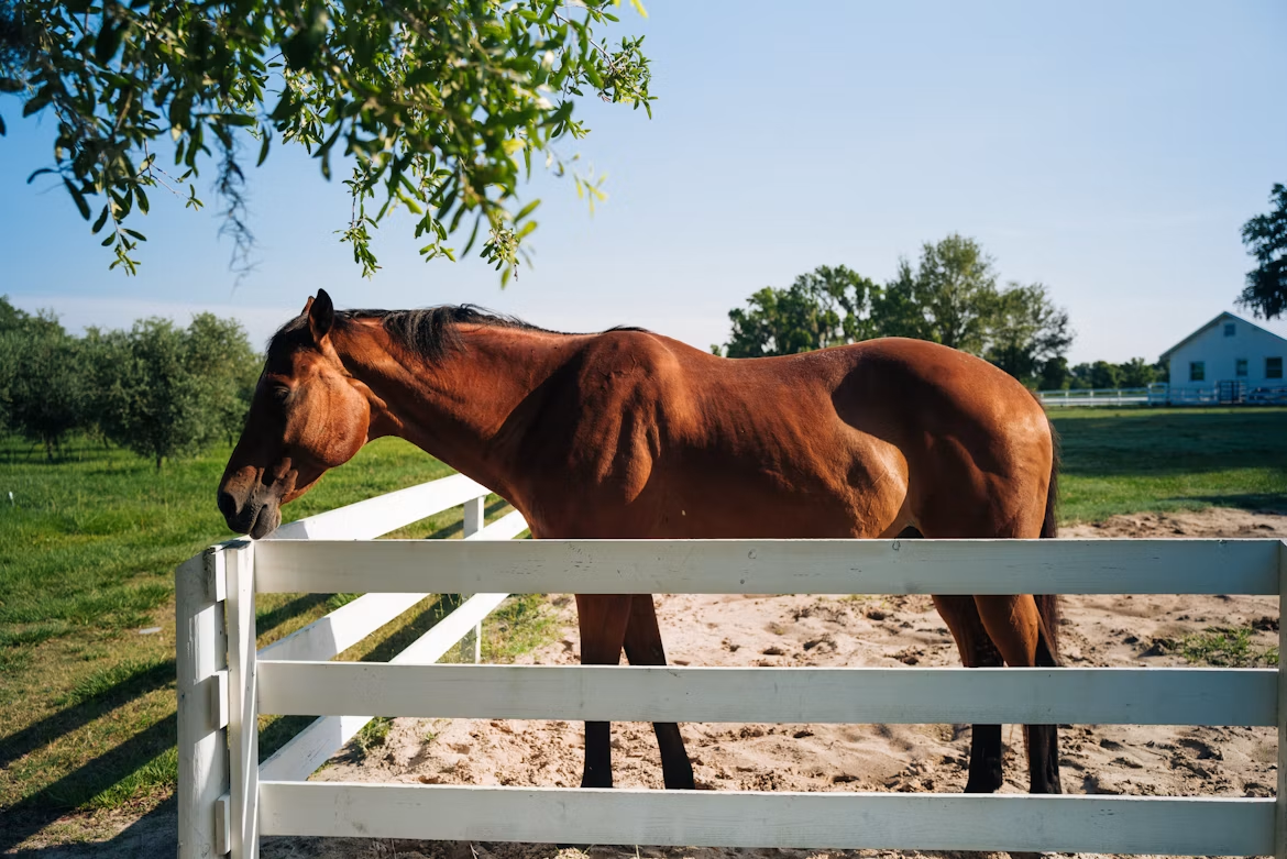 Cavalo em propriedade rural