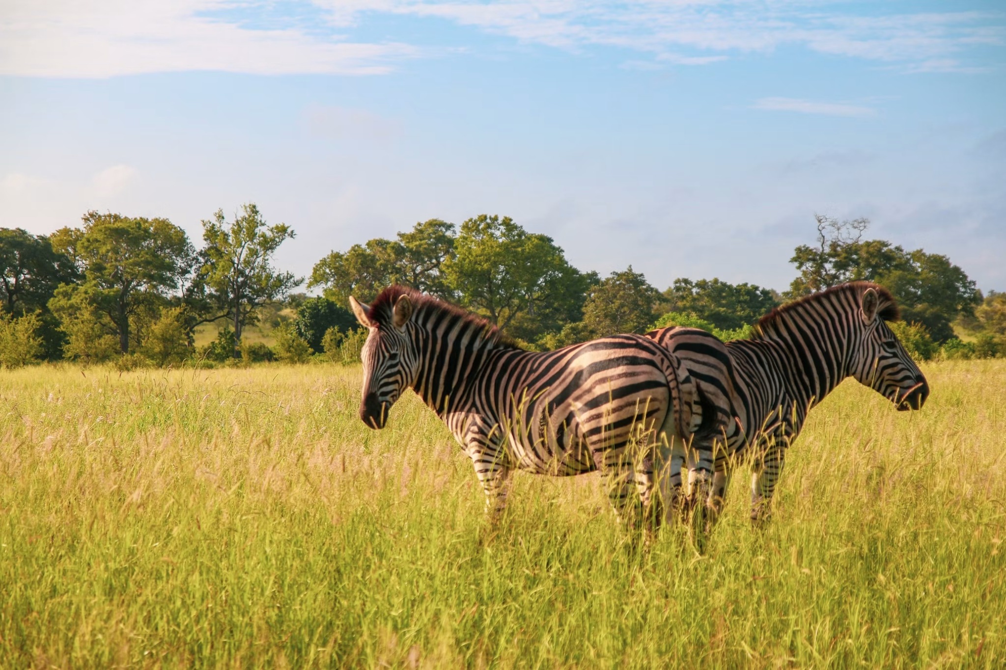 Zebras em ambiente natural
