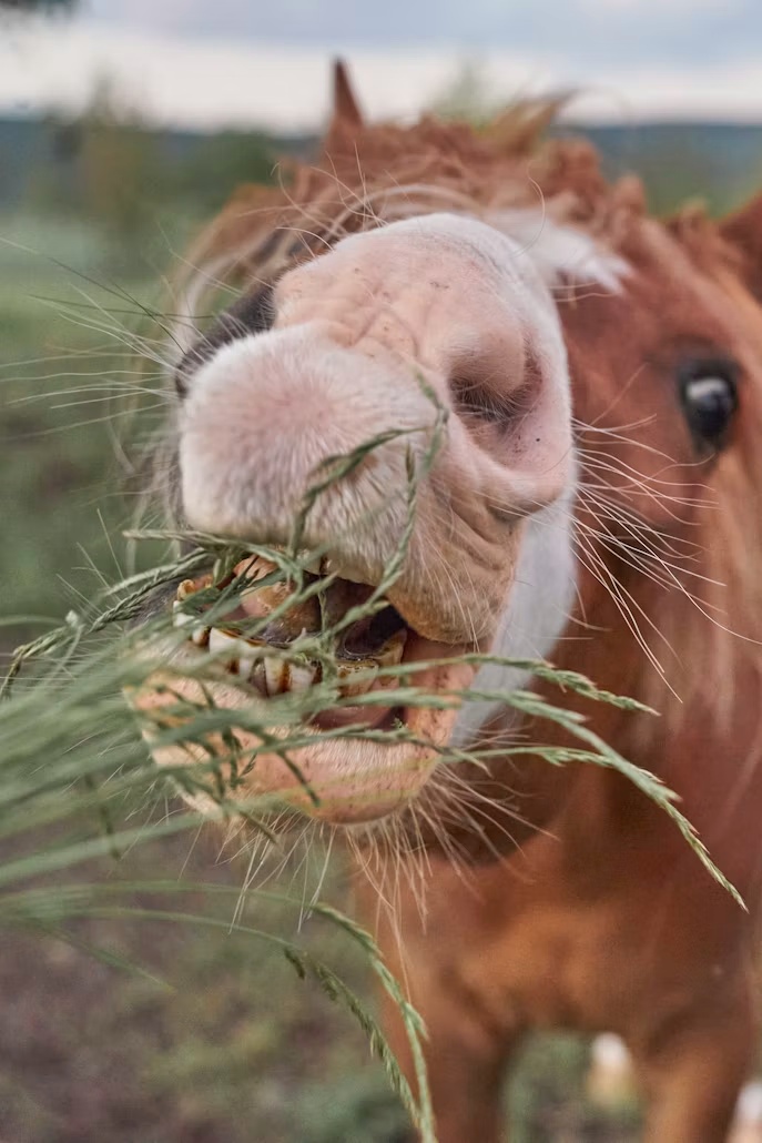 Cavalo consumindo capim