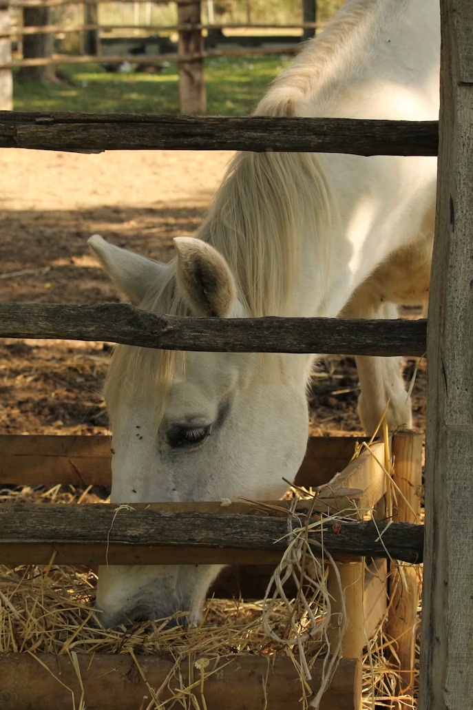 Cavalo consumindo feno