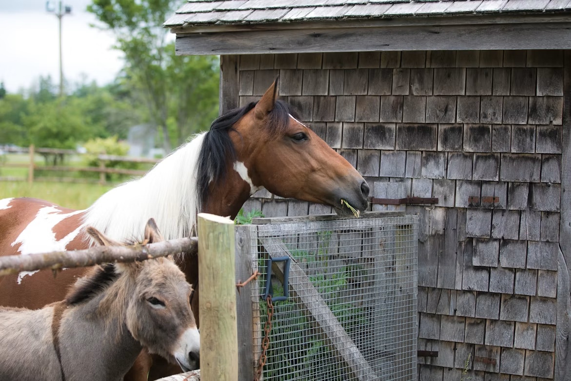 Cavalo e asinino próximos ao alimento