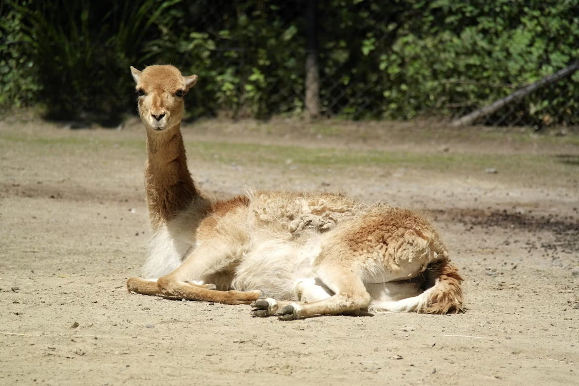 Camelídeo em repouso representando necessidades específicas